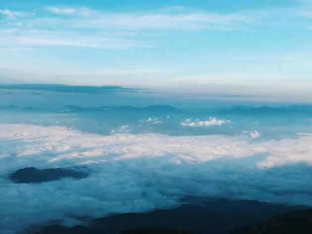 A cartoony calico fox with one orange ear, one dark grey ear, blue eyes, and a pervy expression.